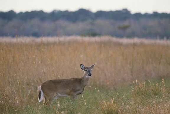 young female, deer