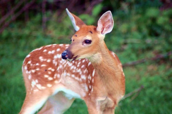 young, red, deer, fawn, odocoileus virginianus