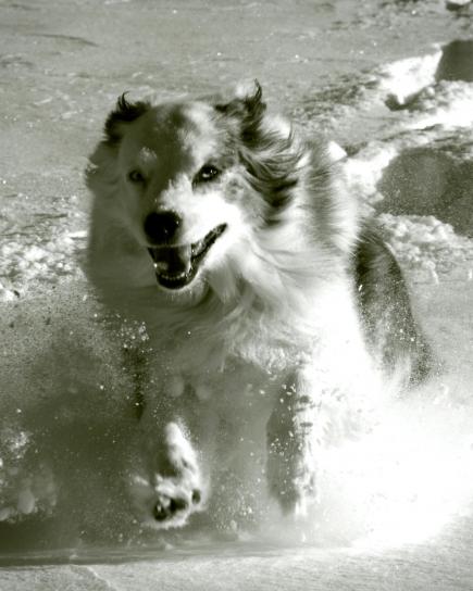 austrailian, shepherd, dog, running, snow