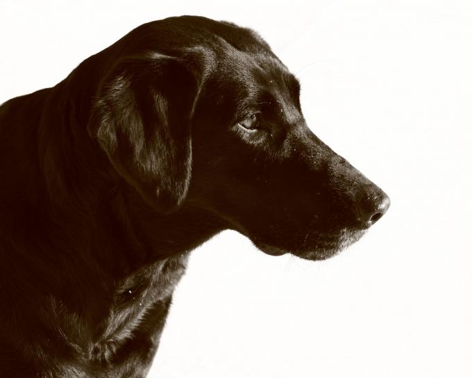 preto labrador cão, animal de estimação, sephia