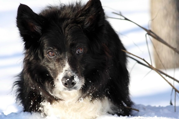 border, collie, dog, snow