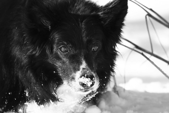 border, collie, dog, snow, sephia