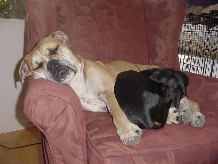 boxer, dachshund, asleep, chair
