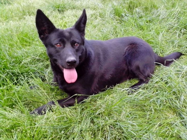 Free picture: cute, black, German Shepherd, dog, green grass