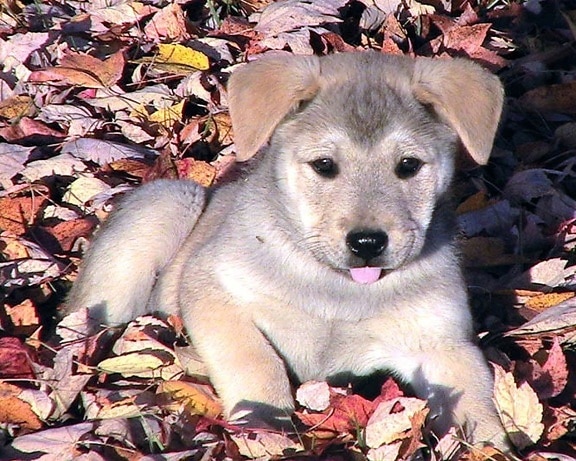 puppy, leaves