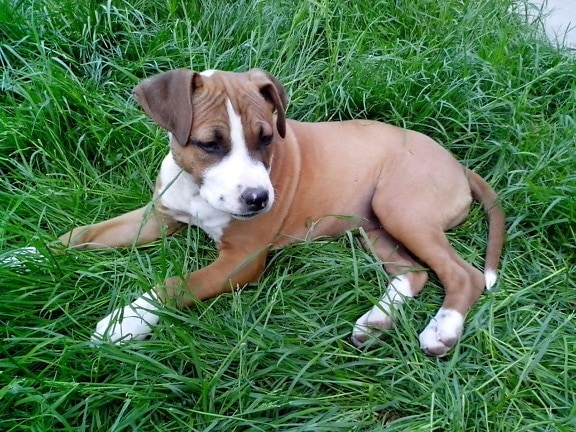 young, puppy, boxer, breed, dog
