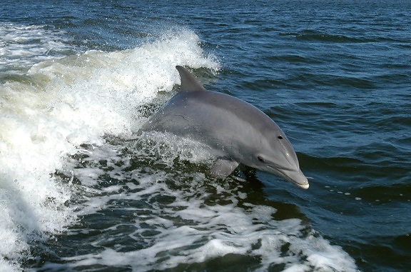 skákavý, delfín