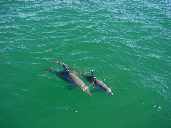 delfíni, moře