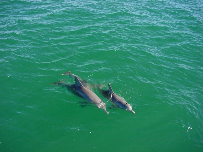 dolphins-in-sea-850x638.jpg