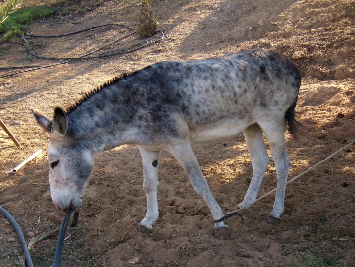burro, keledai
