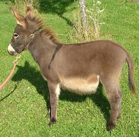 donkey, animal, equus, Africanus, asinus
