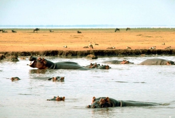 east, African, hippopotamus, water