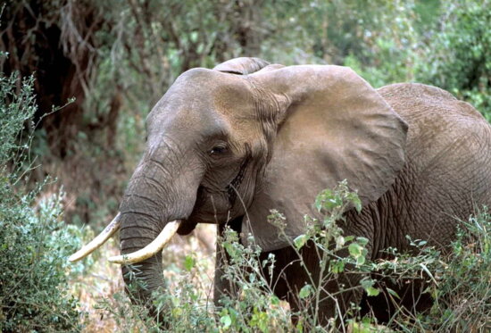 Africano, elefante, de alta resolución
