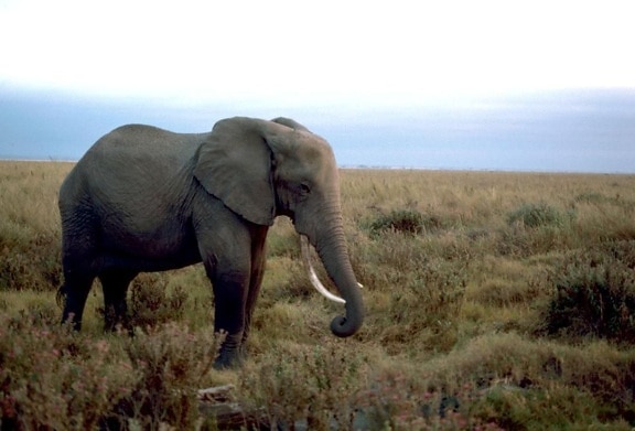 African, elephant, male