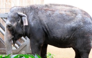 Download 53 Koleksi Gambar Gajah Resolusi Tinggi  Gratis