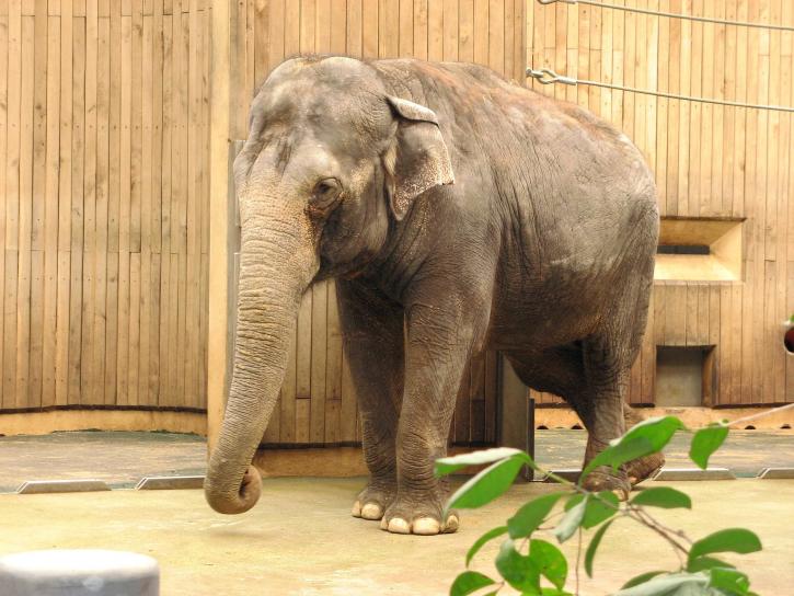 Elefant, zoološki vrt