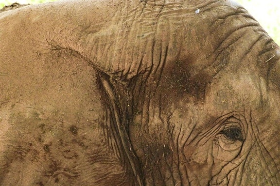 elefante, de cerca, animal