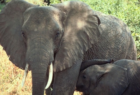 olifanten, Tanzania, Afrika
