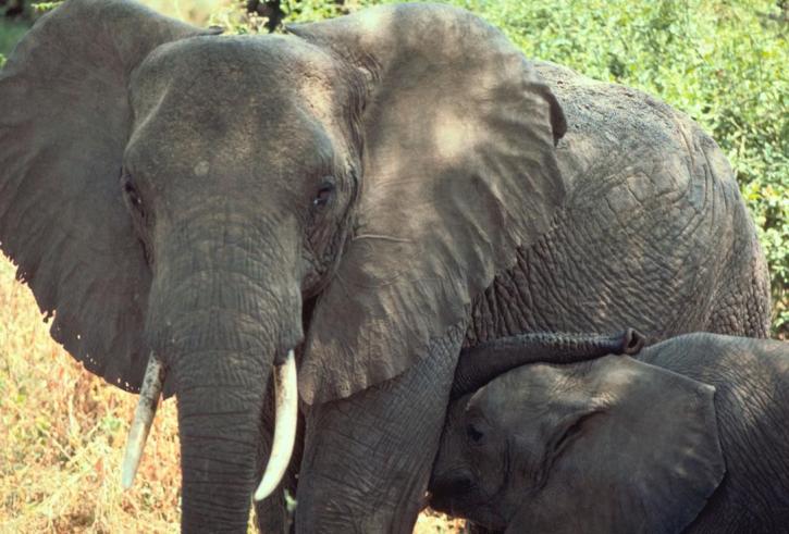 slony, Tanzánia, Afrika