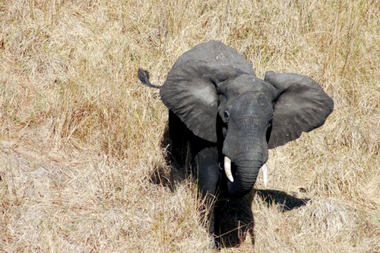 masculino, toro, elefante, capturar, transferir, majete, fauna, reserva, Malawi