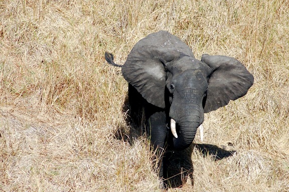 Laki-laki, banteng, gajah, menangkap, mentransfer, Majete, satwa liar, reserve, Malawi