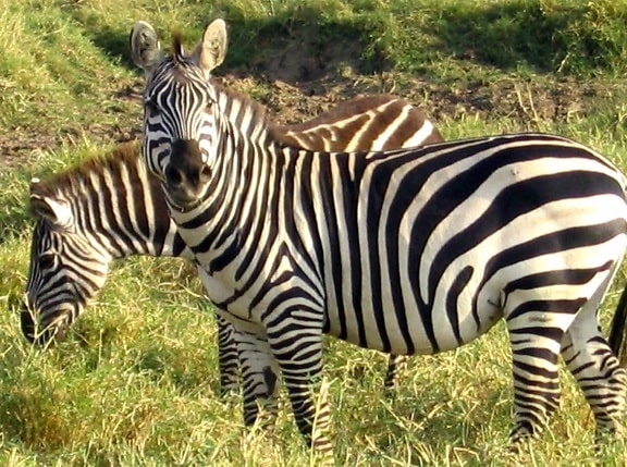 veszélyeztetett, grevys, zebra, állatok, emlősök, equus, grevyi, család, lófélék