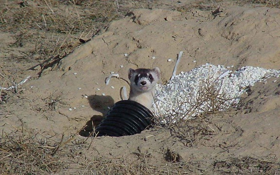 blackfooted, ferret, artificial, holes