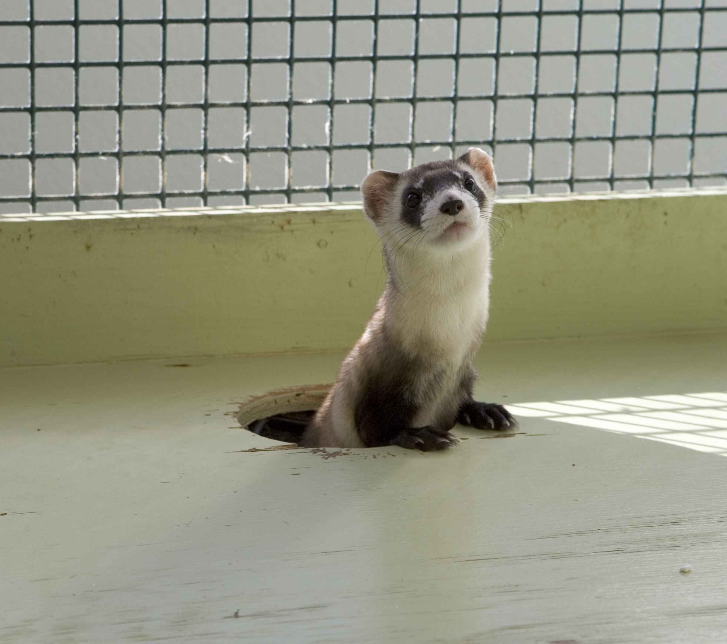 Free picture: mustela, nigripes, black, footed, ferret, cage