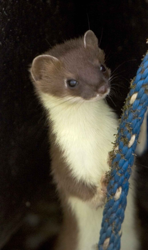 short tailed, weasel, up-close, head, mustela, erminea
