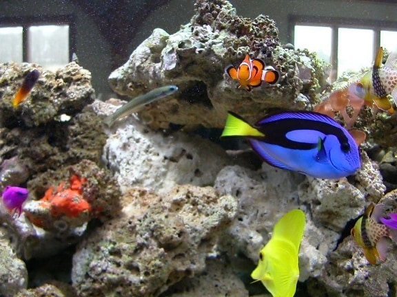 group, real, fish, look,fish, finding, nemo