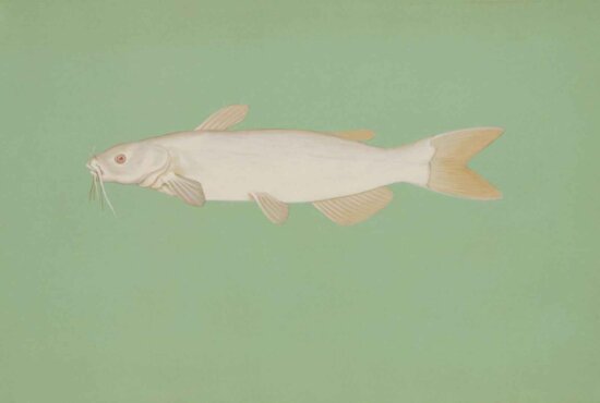 albino, channel, catfish, ictalurus, punctatus
