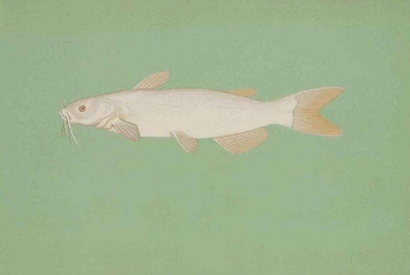albino, il canale, pesce gatto, Ictalurus, punctatus