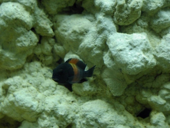 aquarium, fish, black