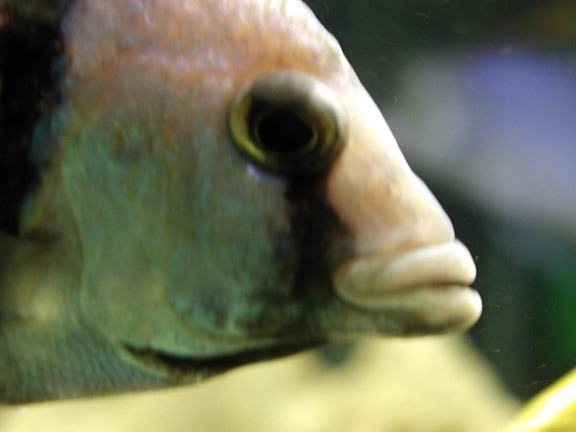 aquarium, fish, close