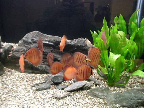 akvarium, fisk, koloni