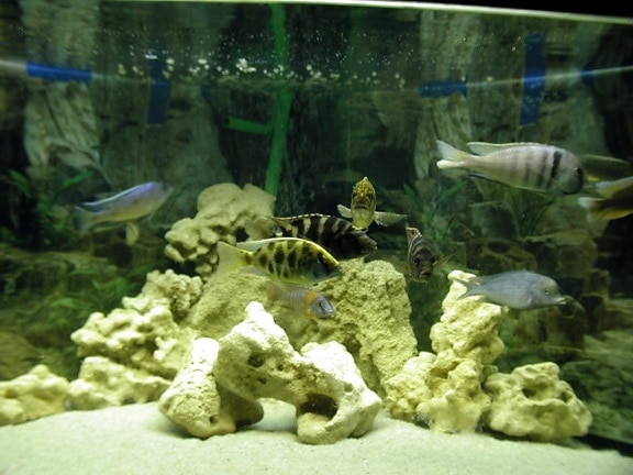พิพิธภัณฑ์สัตว์น้ำ ปลา ความละเอียดสูง