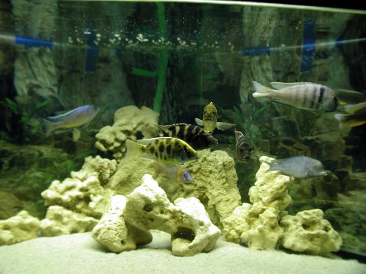 akvarium, fisk, hög upplösning