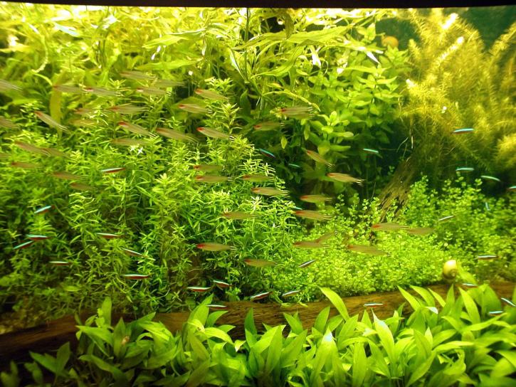akvárium, ryby, zelená, aqua, rastliny