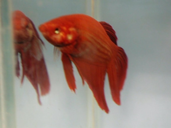 akvarium, fisk, rød