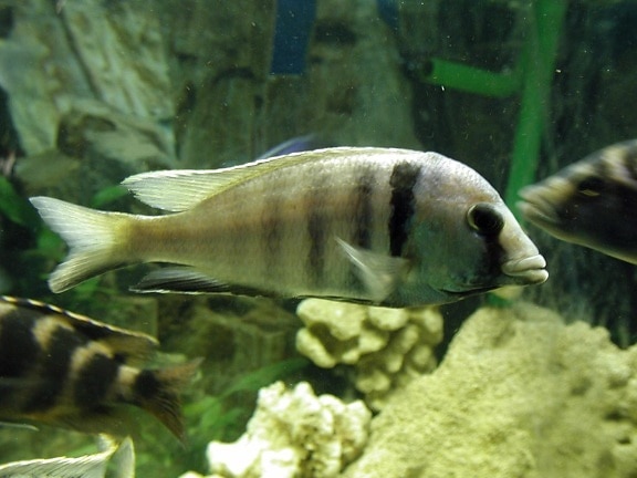 aquarium, fish, stock, photo