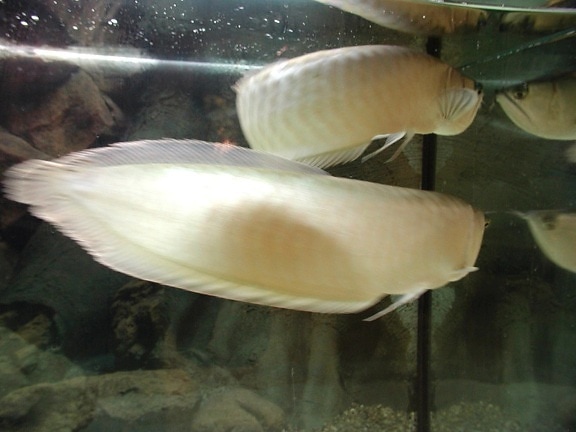 พิพิธภัณฑ์สัตว์น้ำ ปลา ขาว ปลา
