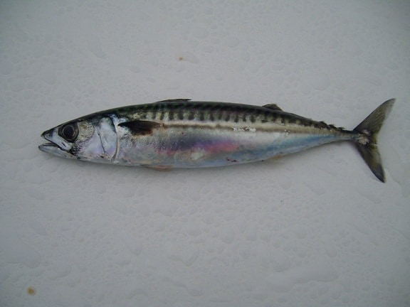 Atlantic, mackerel, fish
