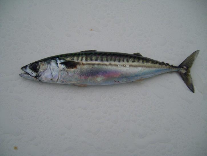 Atlantic, mackerel, fish