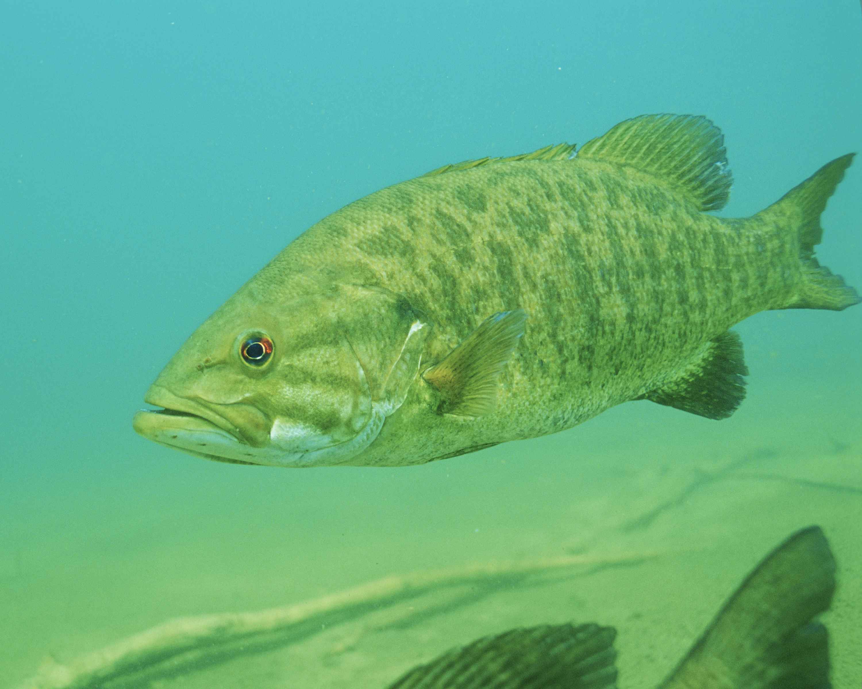 Free picture: details, underwater, photo, smallmouth, bass, fish,  micropterus dolomieu