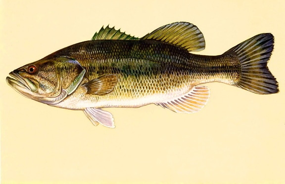 largemouth bass, peixes, arte, trabalho, micropterus, salmoides