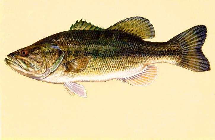 largemouth bass, vis, kunst, werk, micropterus, salmoides