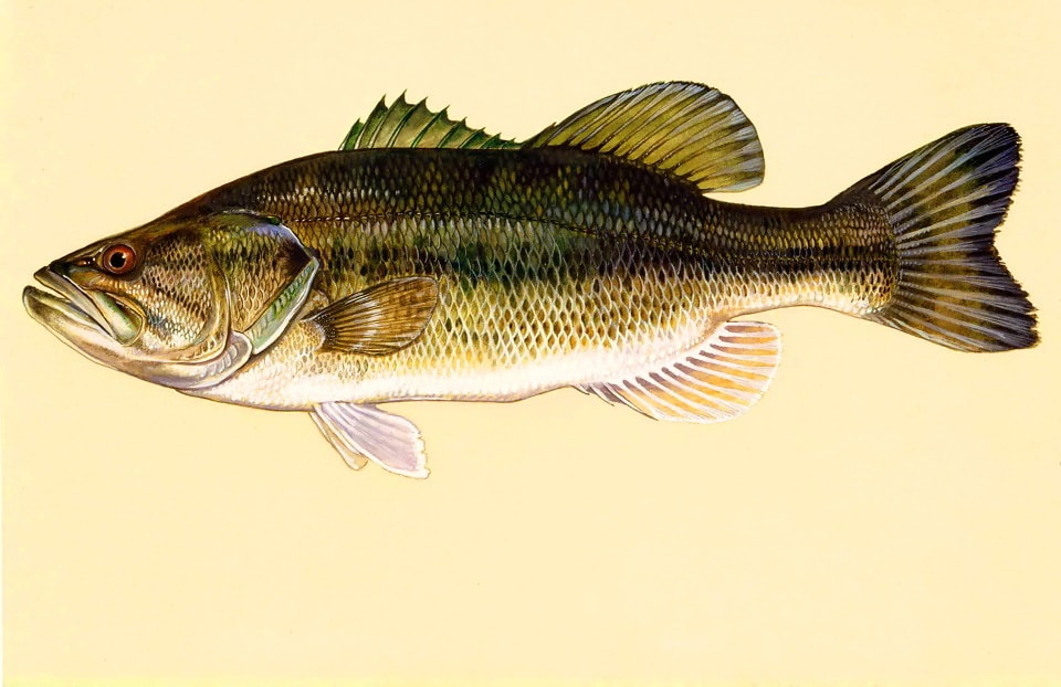 Free Picture Largemouth Bass Fish Underwater Animal Natural