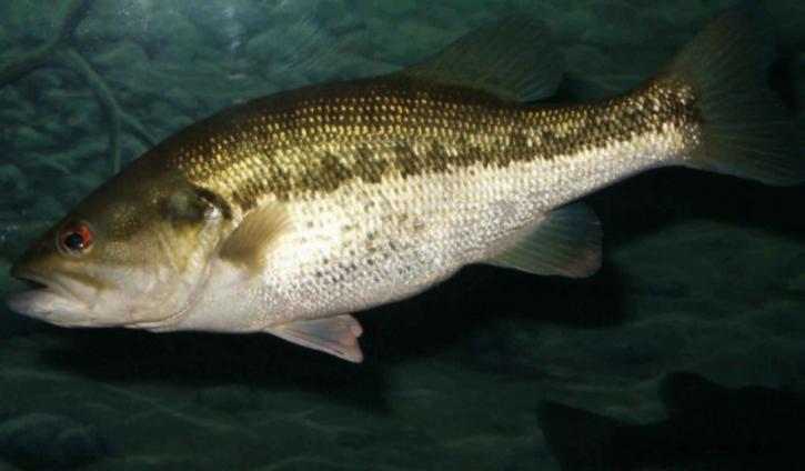 largemouth basszus hal, víz alatti, állati, természetes élőhely, micropterus, salmoides