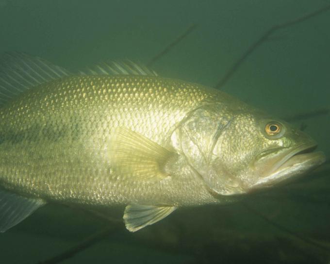 Largemouth bass, ryby, pod vodou, micropterus, salmoides