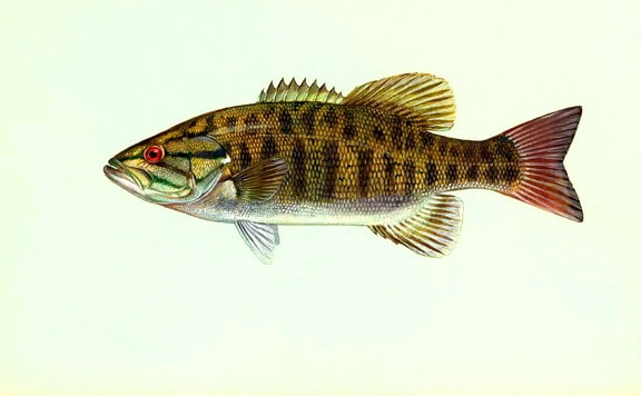 micropterus dolomieu, petite bouche, basse, poissons